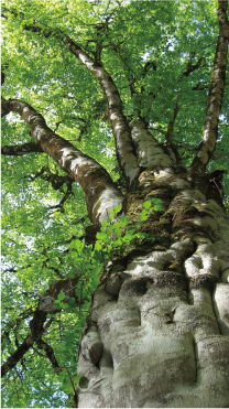 若葉を広げるブナの巨木（天生県立自然公園）