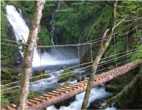 スリル満点の吊り橋を渡るシラビソコース（五色ケ原の森）