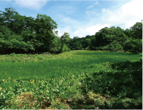 天生県立自然公園に咲くワタスゲとニッコウキスゲ