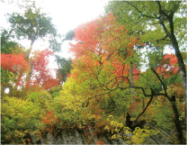 火山活動の名残、炭木岩と呼ばれる柱状節理の岩肌と紅葉（五色ケ原の森）