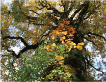 黄葉したブナの巨木とツタウルシ（天生県立自然公園）