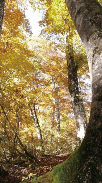 黄色に色づくブナの原生林（天生県立自然公園）