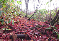紅葉の落葉が積もる森の道